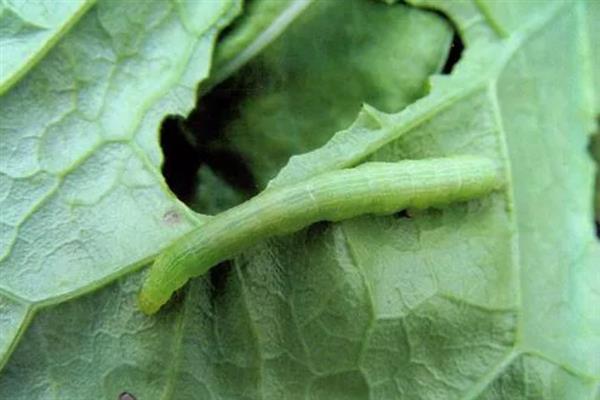 菠菜蚜虫的防治方法，使用抗蚜威、乐果等药物具有灭杀效果