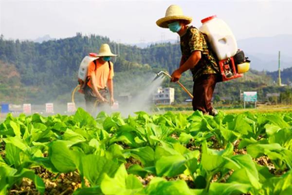 菠菜蚜虫的防治方法，使用抗蚜威、乐果等药物具有灭杀效果