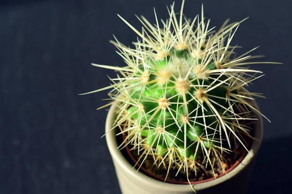 家里能不能养仙人球，养在家中可用来观赏