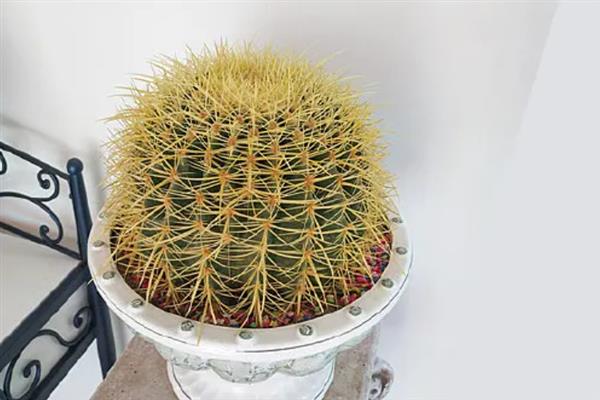 家里能不能养仙人球，养在家中可用来观赏