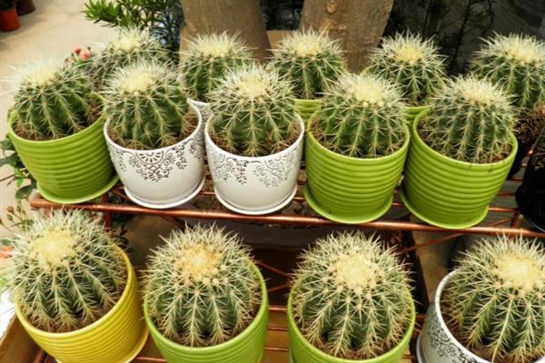 家里能不能养仙人球，养在家中可用来观赏