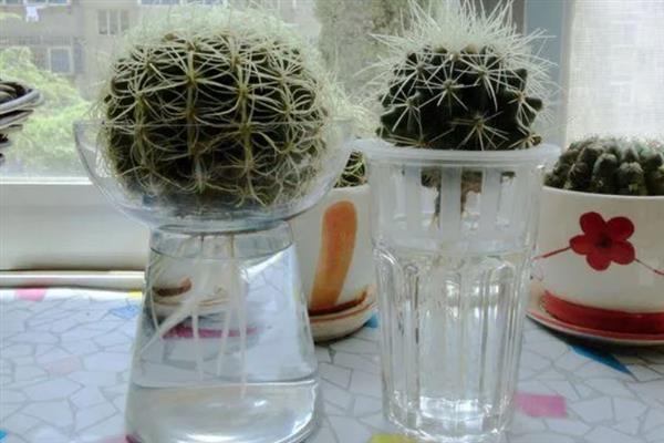 家里能不能养仙人球，养在家中可用来观赏