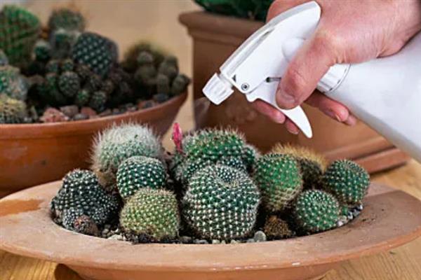 家里能不能养仙人球，养在家中可用来观赏