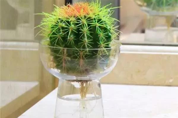 家里能不能养仙人球，养在家中可用来观赏