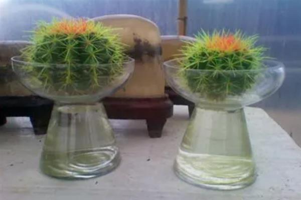 家里能不能养仙人球，养在家中可用来观赏