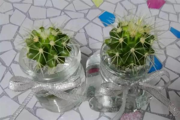 家里能不能养仙人球，养在家中可用来观赏