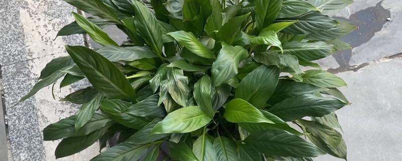 让白掌安全过冬的方法，将室温保持在10℃以上可防止植株受冻