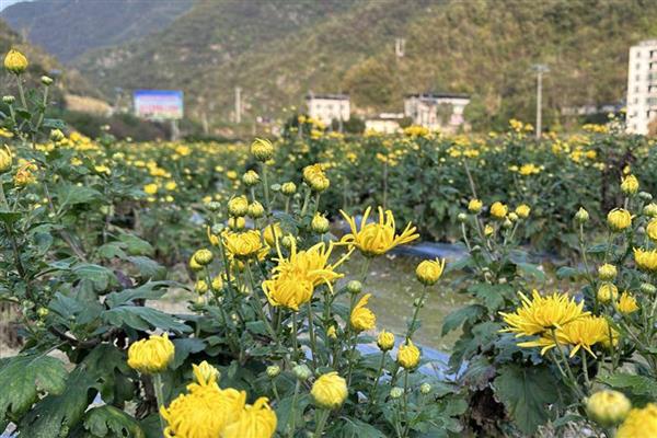 露底花卉怎么整形，通常摘心1至3次