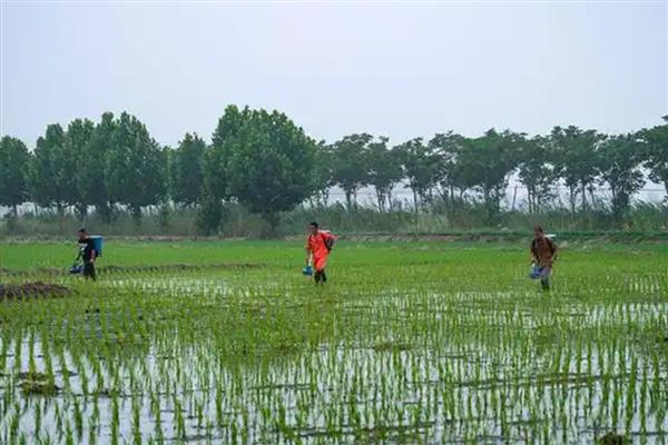 绥稻8水稻品种简介，出苗到成熟需135天左右