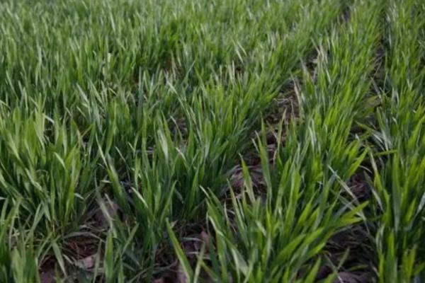 邯麦20小麦种子特征特性，该品种属半冬性品种