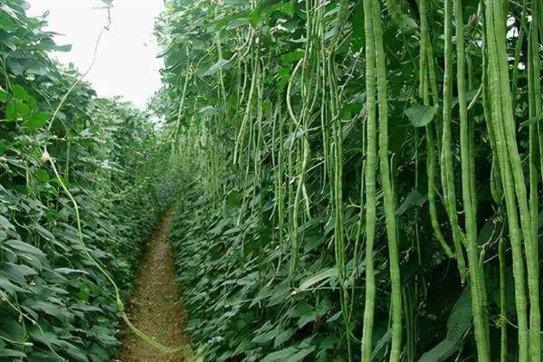一亩豆角一天能收获多少，平均一天能采摘50-60斤左右