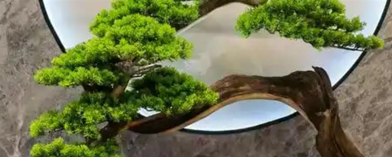 迎客松盆景怎么养殖，盆土干燥后要浇透水