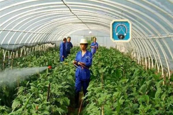 对蔬菜使用植物激素要注意什么，经过试验确定效果后才能大面积使用