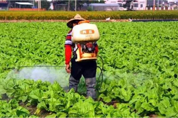 对蔬菜使用植物激素要注意什么，经过试验确定效果后才能大面积使用