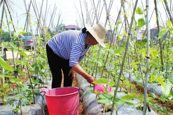 一亩豆角一天能收获多少，平均一天能采摘50-60斤左右