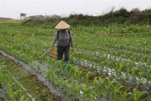 对蔬菜使用植物激素要注意什么，经过试验确定效果后才能大面积使用
