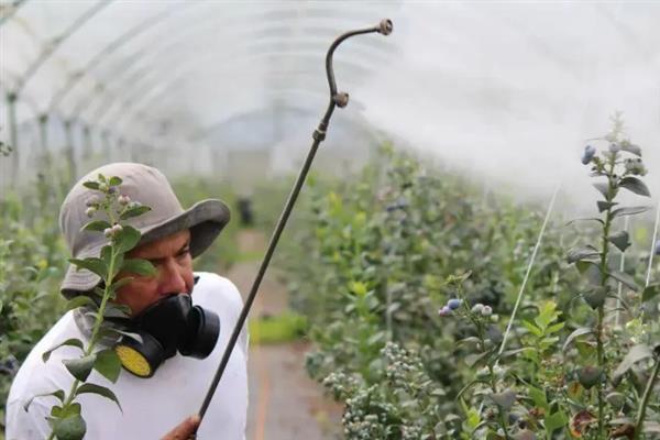 对蔬菜使用植物激素要注意什么，经过试验确定效果后才能大面积使用