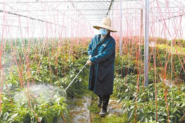对蔬菜使用植物激素要注意什么，经过试验确定效果后才能大面积使用