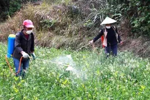 对蔬菜使用植物激素要注意什么，经过试验确定效果后才能大面积使用