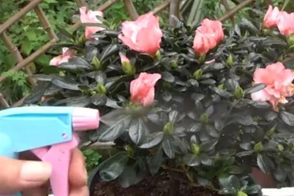 杜鹃花有花苞过多长时间可以开花，一般经过2个月左右就会开放