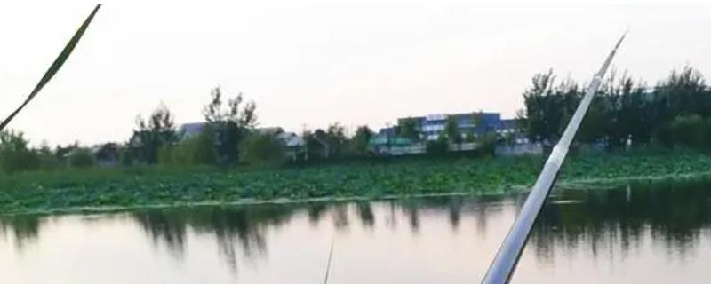 钓鱼用蚯蚓还是红虫，红虫更适合与商品饵搭配使用