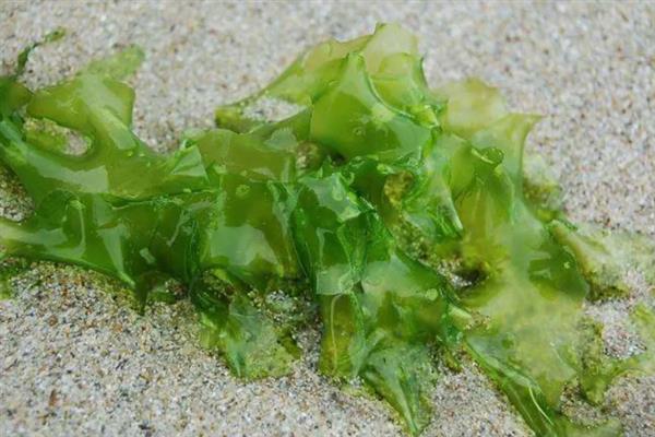 饵料搭配的原则，春腥、夏淡、秋香、冬浓