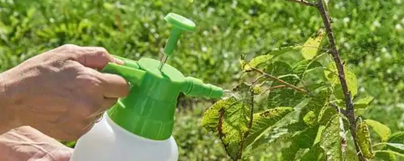 樱桃树什么时候打农药，整个生长季节都要打药