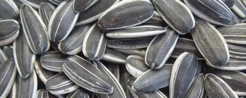 买回来的生瓜子能不能种植,可以晾干后再播种