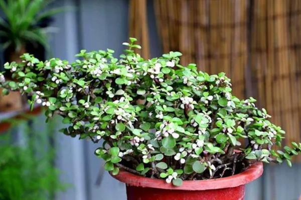 让金枝玉叶开花的方法，每隔2周左右追施一次肥料