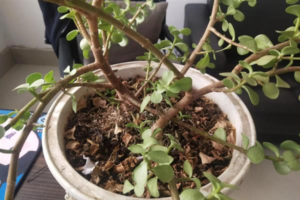 让金枝玉叶开花的方法，每隔2周左右追施一次肥料