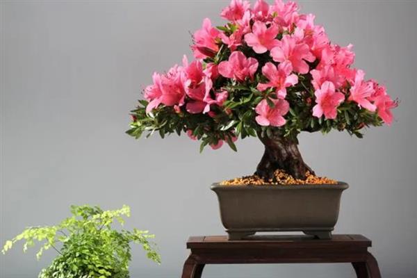 杜鹃花有花苞过多长时间可以开花，一般经过2个月左右就会开放