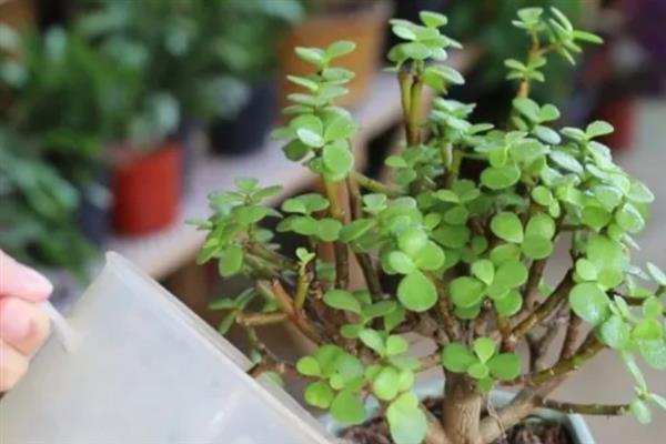 让金枝玉叶开花的方法，每隔2周左右追施一次肥料
