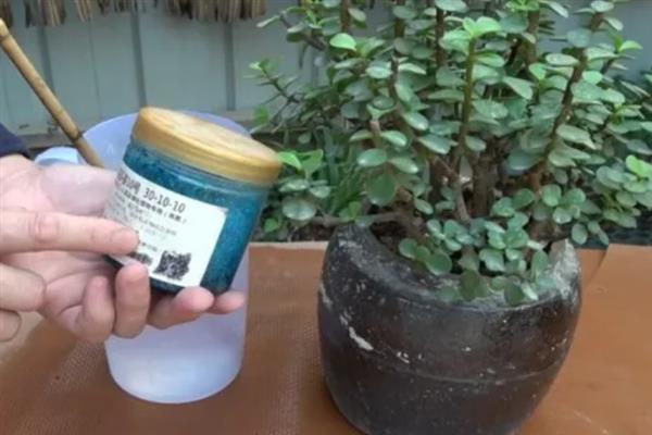 让金枝玉叶开花的方法，每隔2周左右追施一次肥料