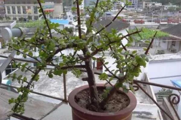 让金枝玉叶开花的方法，每隔2周左右追施一次肥料