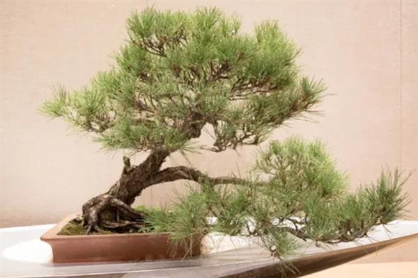 迎客松盆景怎么养殖，盆土干燥后要浇透水