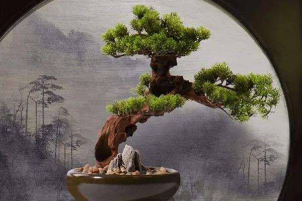 迎客松盆景怎么养殖，盆土干燥后要浇透水