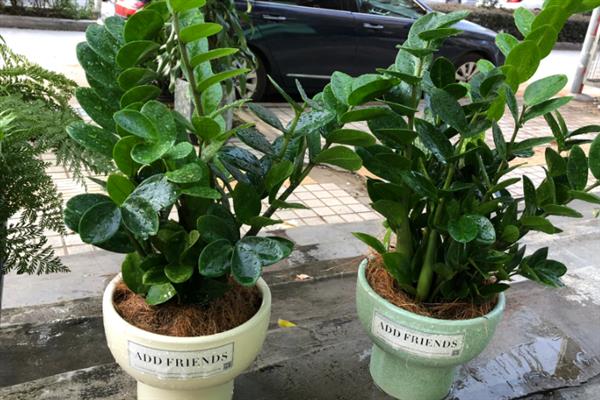 怎么养殖金钱树，生长期间要定期追施复合肥