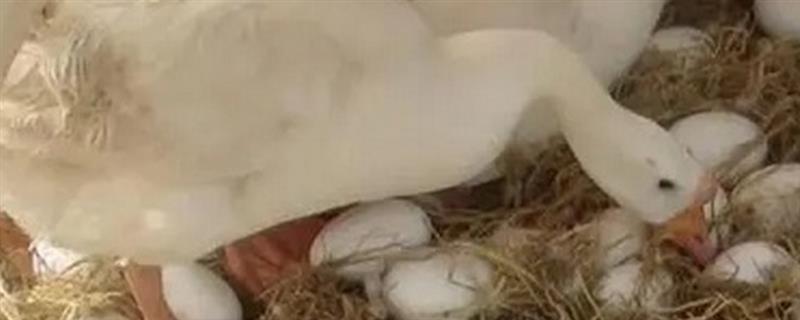 鹅下蛋前的征兆，具有腹部下垂、走路缓慢等表现