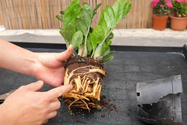 怎么养殖金钱树，生长期间要定期追施复合肥