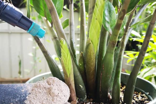 怎么养殖金钱树，生长期间要定期追施复合肥