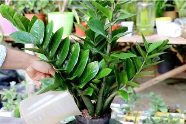 怎么养殖金钱树，生长期间要定期追施复合肥