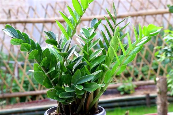 怎么养殖金钱树，生长期间要定期追施复合肥