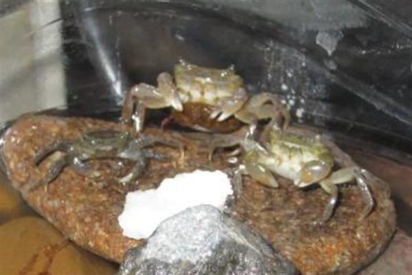怎么饲养河蟹，每隔4-5天换一次水