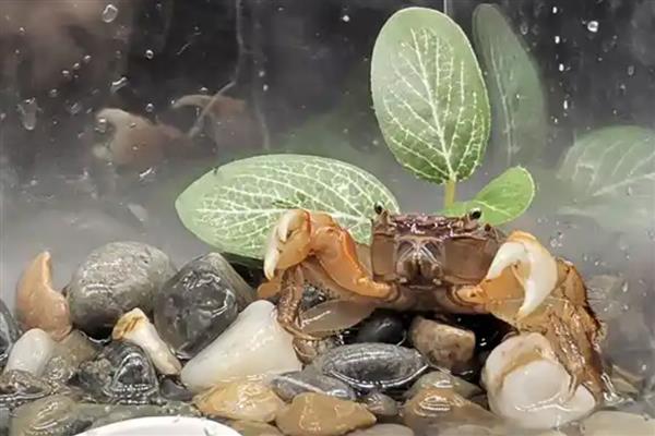 怎么饲养河蟹，每隔4-5天换一次水