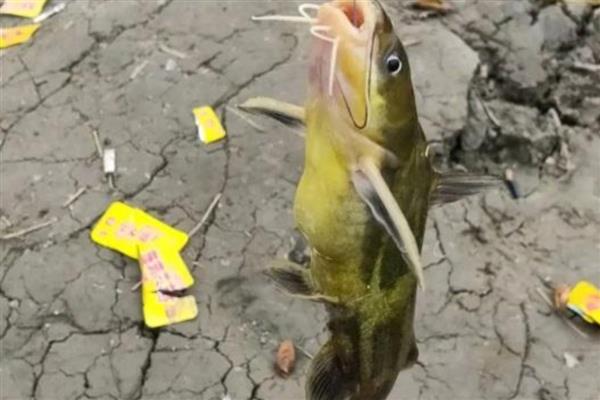 伊豆钩的适钓鱼种，包含鲫鱼、白条鱼、黄颡鱼等鱼类