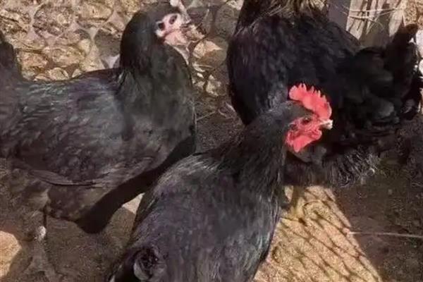 养殖黑凤鸡要注意什么，平时要提供充足的饮用水