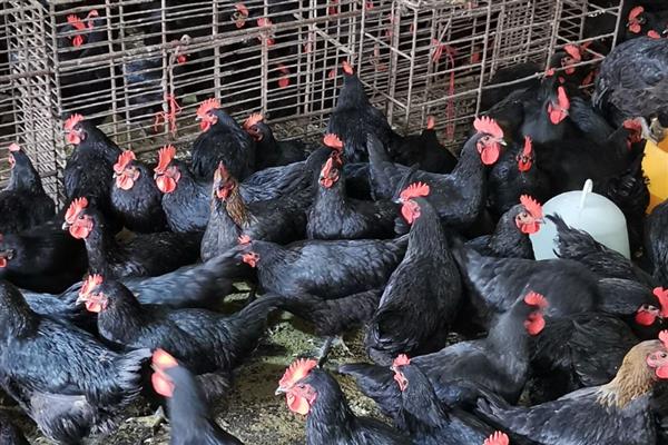 养殖黑凤鸡要注意什么，平时要提供充足的饮用水