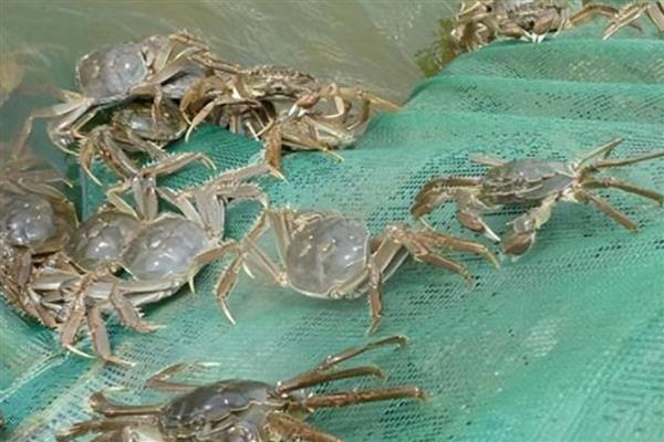 怎么饲养河蟹，每隔4-5天换一次水