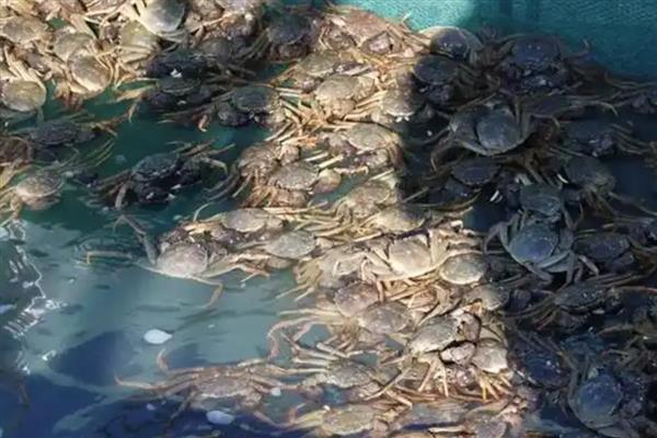 怎么饲养河蟹，每隔4-5天换一次水