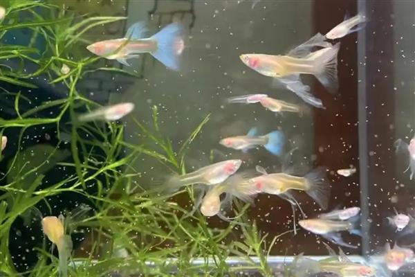 孔雀鱼不下崽的原因，可能是生产环境不适所致